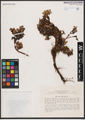 Salix berberifolia Pall.